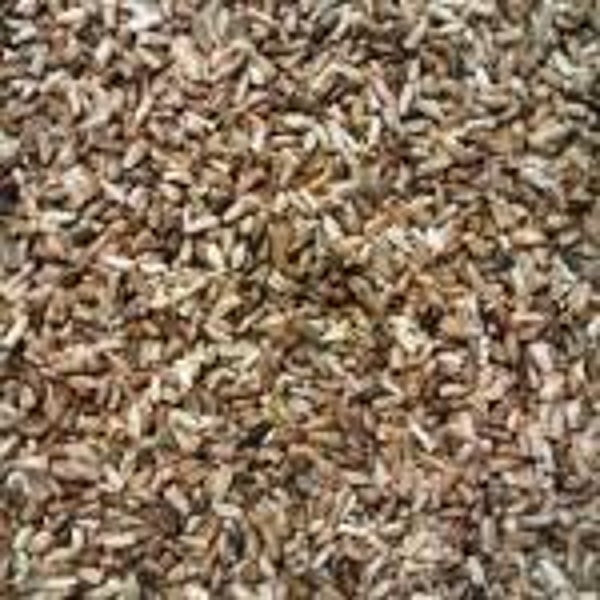 Cichoreizaad / Chicorei zaad 1kg