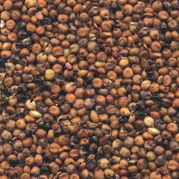 Dari Rood Milocorn 1kg