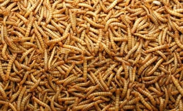 Levende meelwormen 200gram