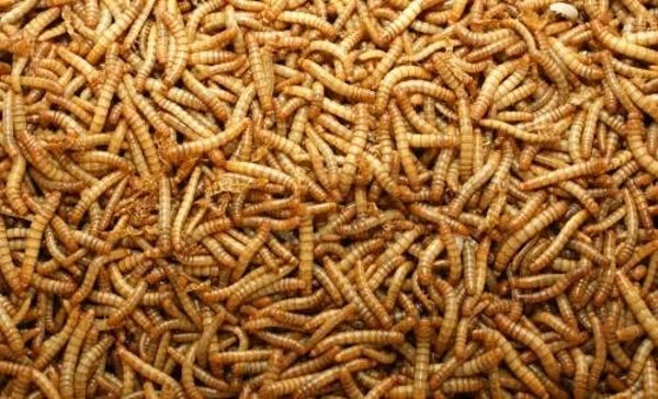 Levende Meelwormen 1 kg