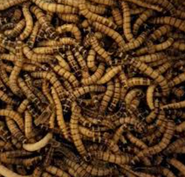 Levende Moriowormen 1kg