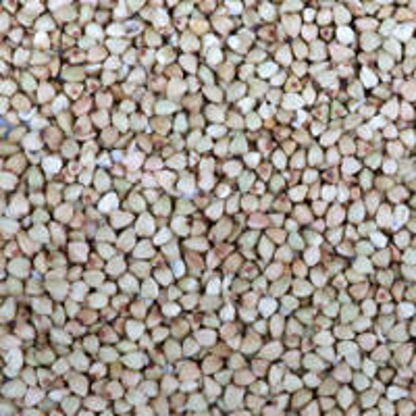 Dari WIT / Sorghum 1kg