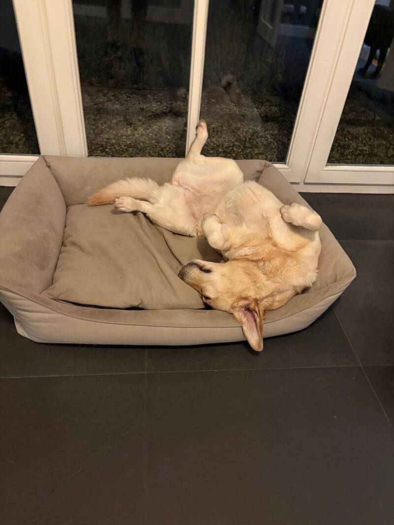 Seniore hond geniet van rust en veiligheid 