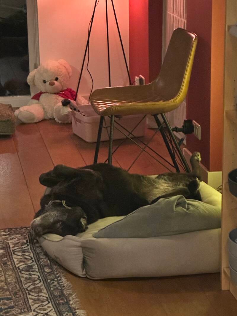 Seniore honden genieten van rust en veiligheid