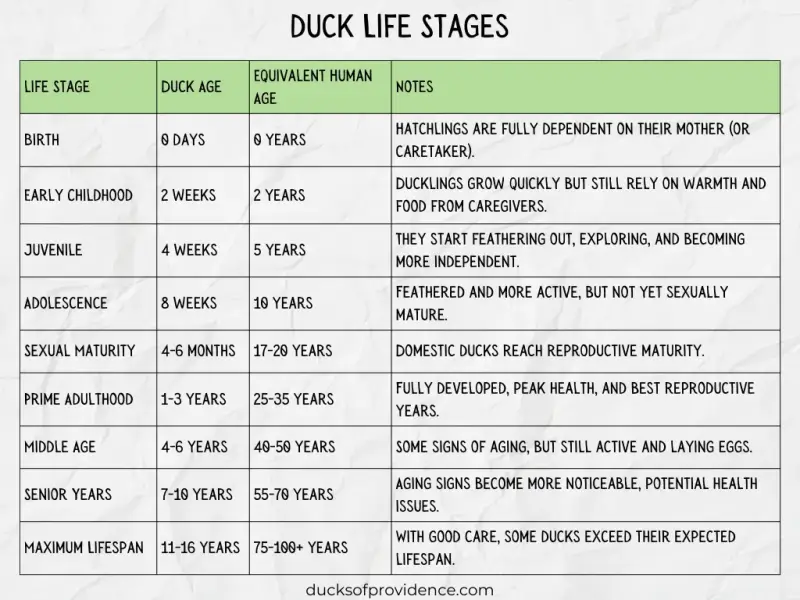 Duck Life Stages