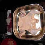 Ayam kodok