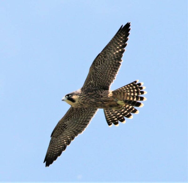 PEREGRINE FALCON