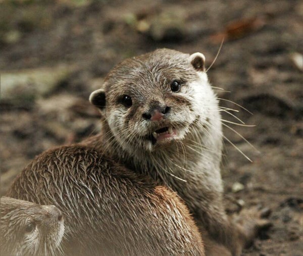 Otter