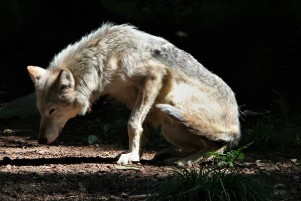 Mr Wolf