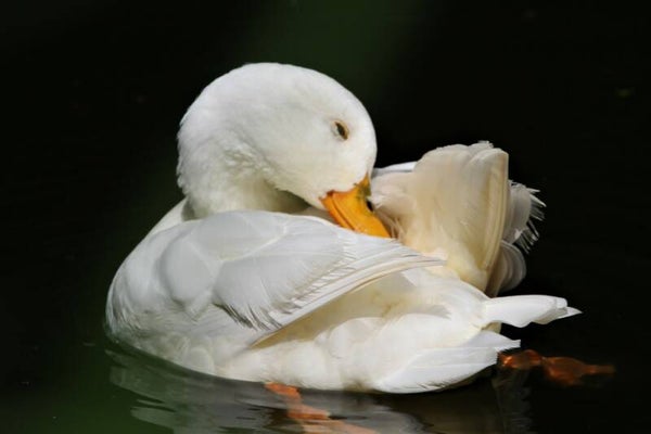 Ducky doo