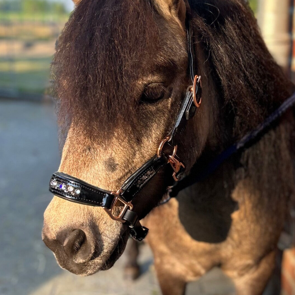 Schatzkiste Shetty-Halfter Lederhalfter Ponyhalfter