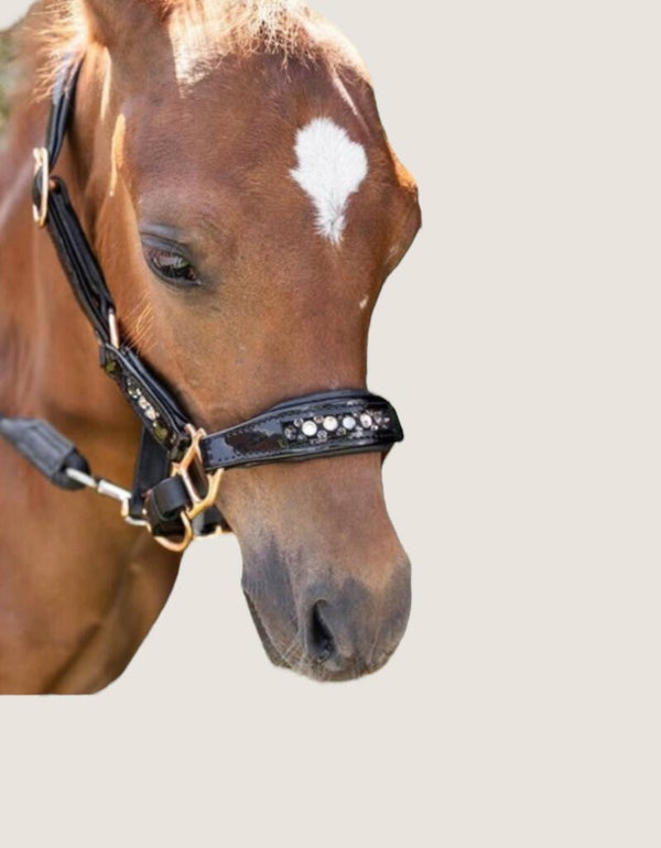 Fohlen Lederhalfter Cloé