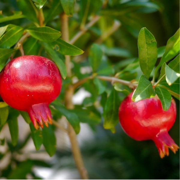 Granatapfelkernöl BIO kaltgepresst