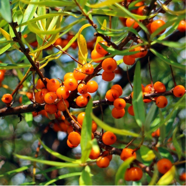 Sanddornfruchtfleischöl BIO kaltgepresst