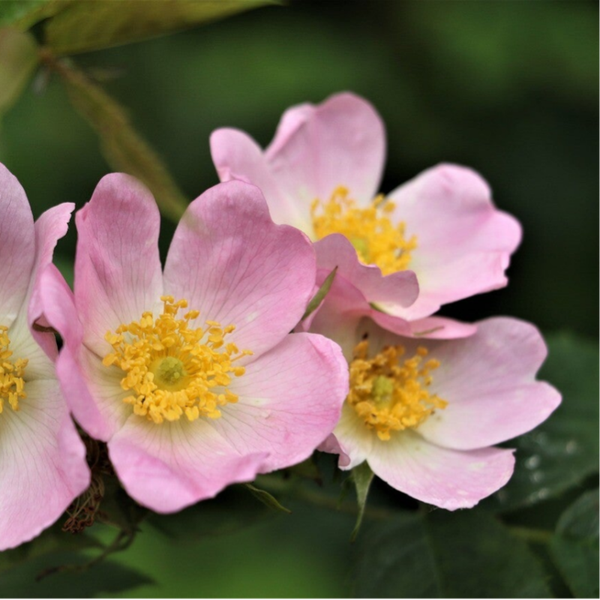 Wildrosenöl BIO kaltgepresst