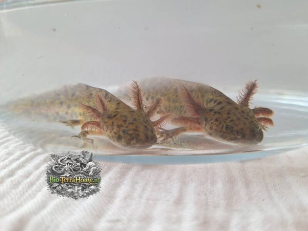 Baby axolotl. Kleur: wildkleur