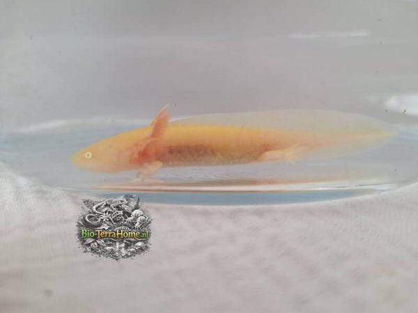 Baby axolotl. Kleur: golden albino