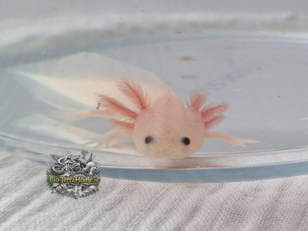 Baby axolotl. Kleur: leucistic