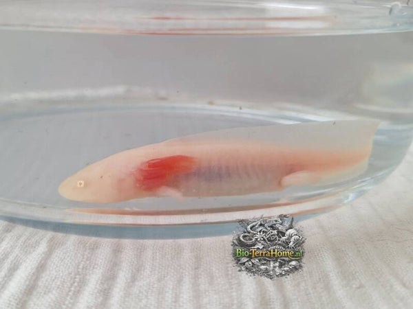 Baby axolotl. Kleur: Albino