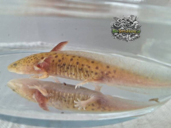 Baby axolotl. Kleur: Copper