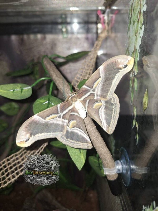 De hemelboomvlinder (Samia cynthia)
