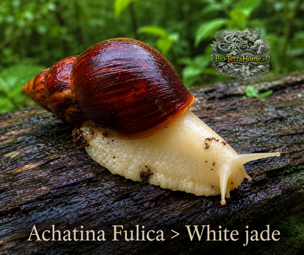(Liss) Achatina Fulica white jade