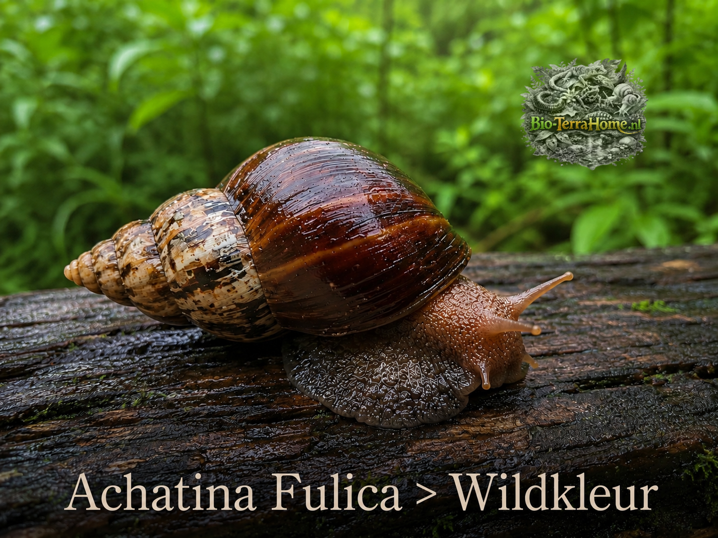 (Liss) Achatina Fulica wildkleur