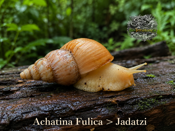 (Liss) Achatina Fulica Jadatzi
