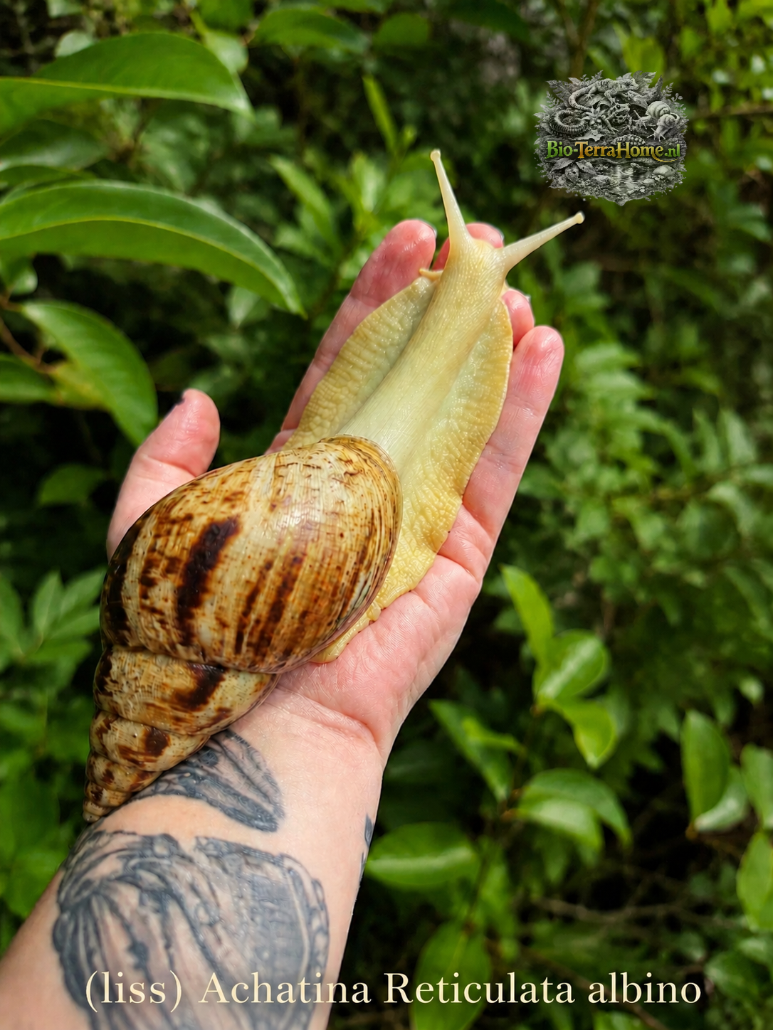(Liss) Achatina Reticulata - Albino
