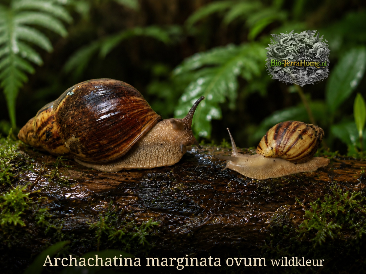 Archachatina marginata ovum