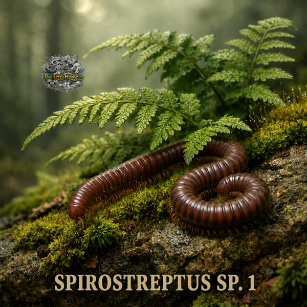 + SPIROSTREPTUS SP. 1