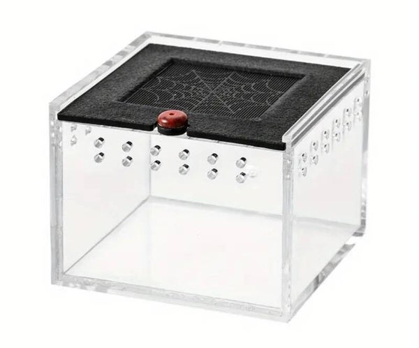 Insecten mini box