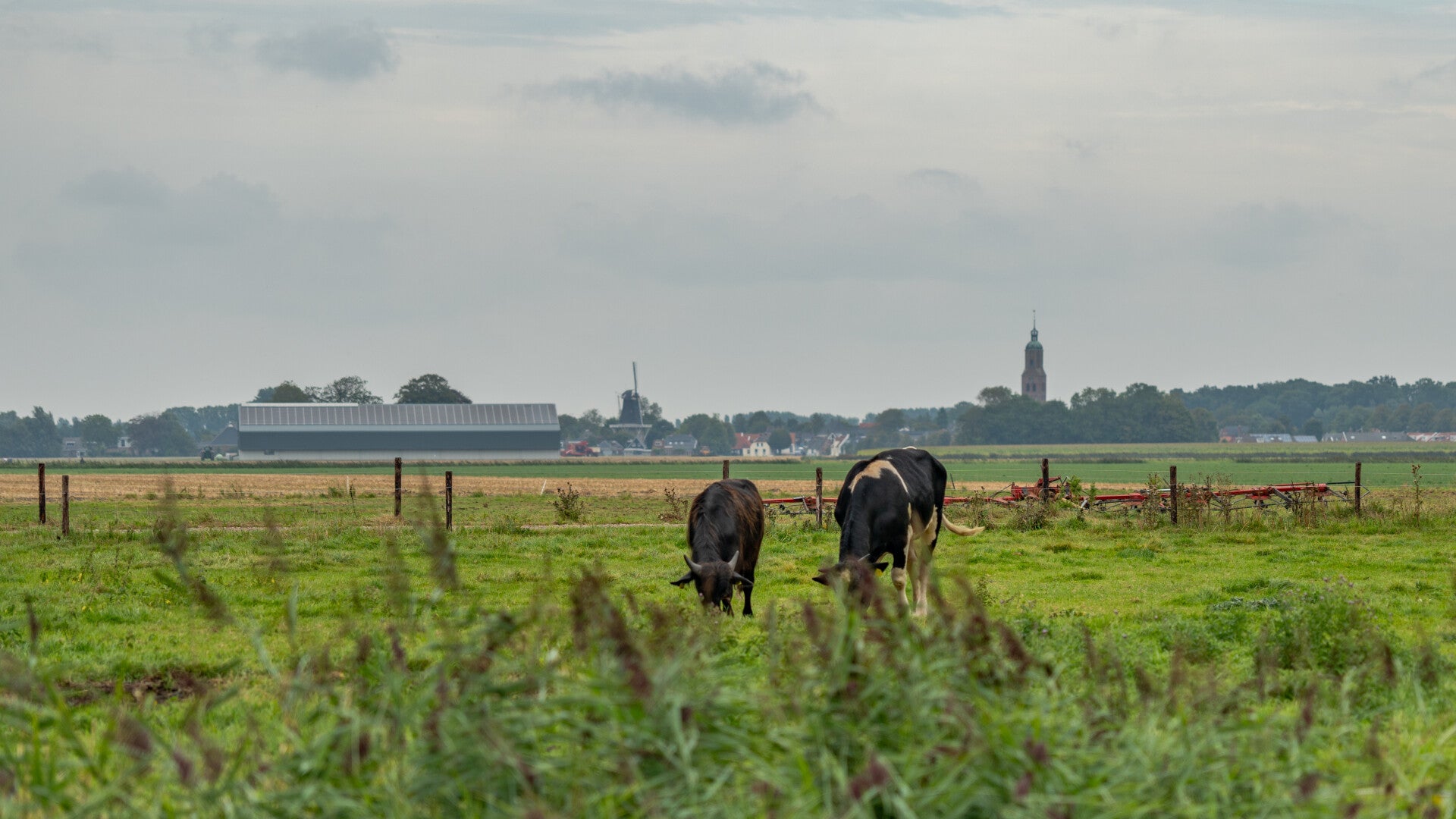 Weiland met koeien en karakteristieke kerk onder dreigende lucht op Het Hogeland in Noord-Groningen.