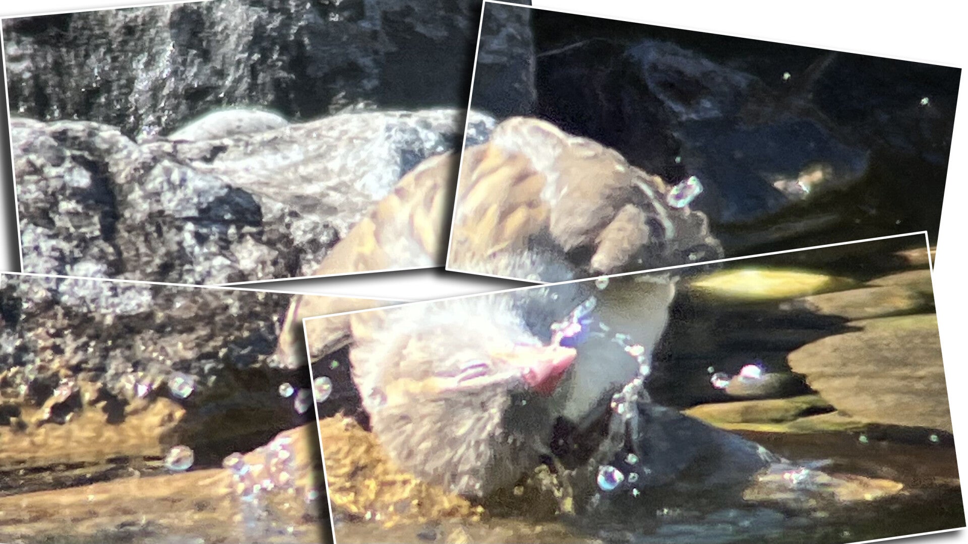 Ein Spatz am Baden