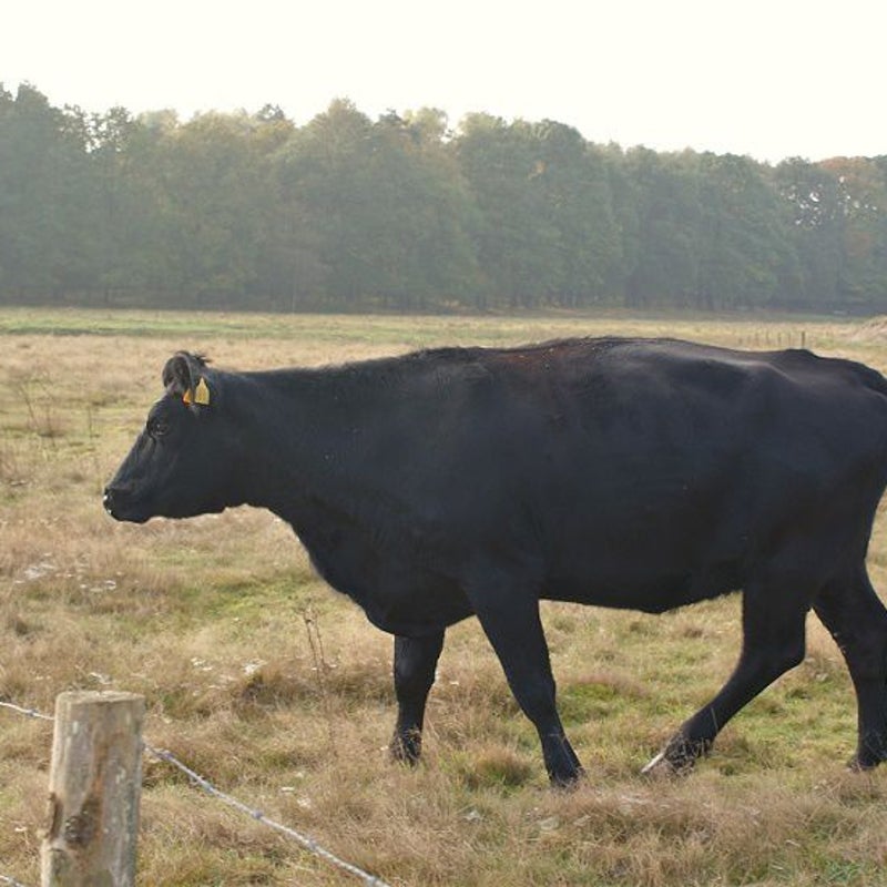 26-10-2016 - Een black beauty bij de spottersplaats.