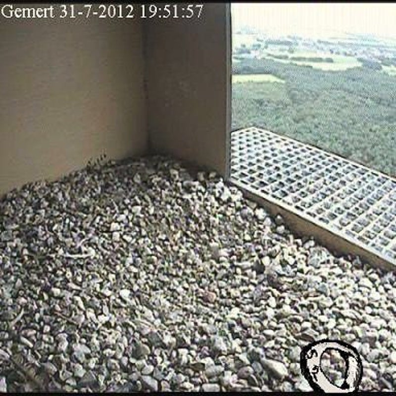 31-7-2012 - Geintje van pootring van S2 alsof zij even in de nestkast was. Een stille hoop.