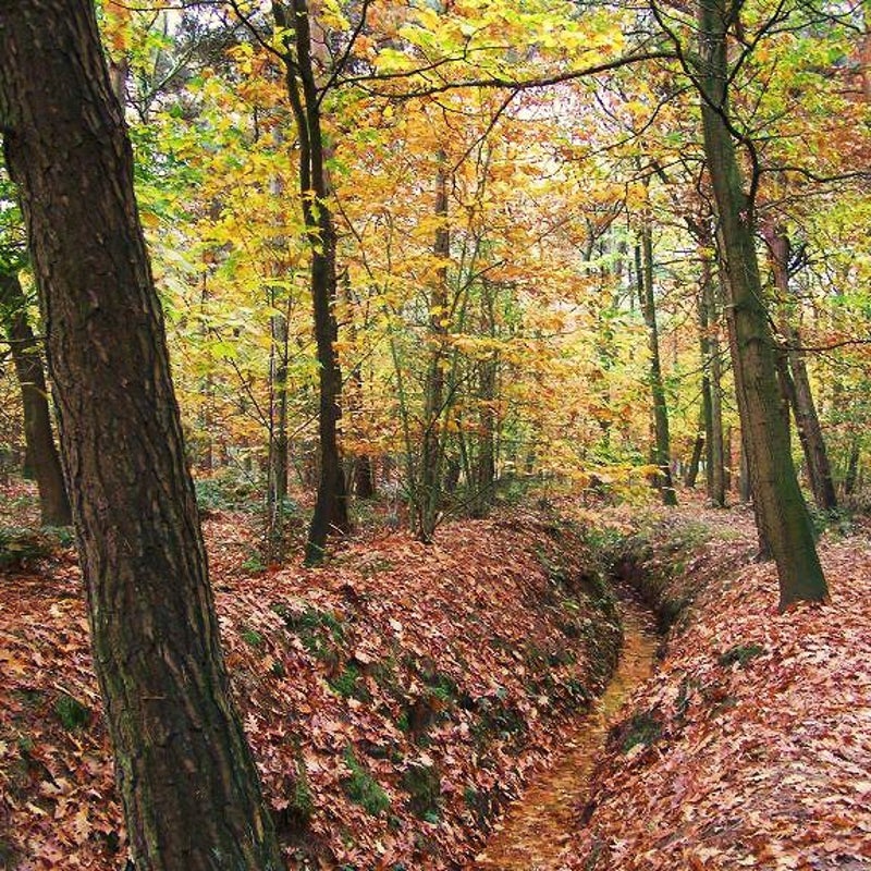 18-10-2007 - De herfstbladeren zijn niet te tellen.