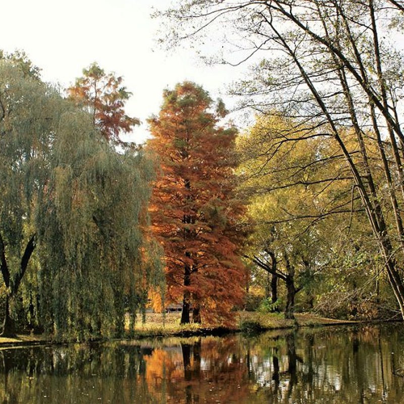 6-11-2016 - Langs de kleine waterpartij.