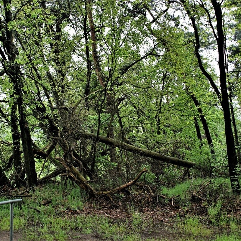 10-5-2023 - Langs de Snelle Loop.