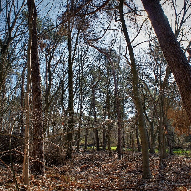 4-4-2023 - Naaldbomen.