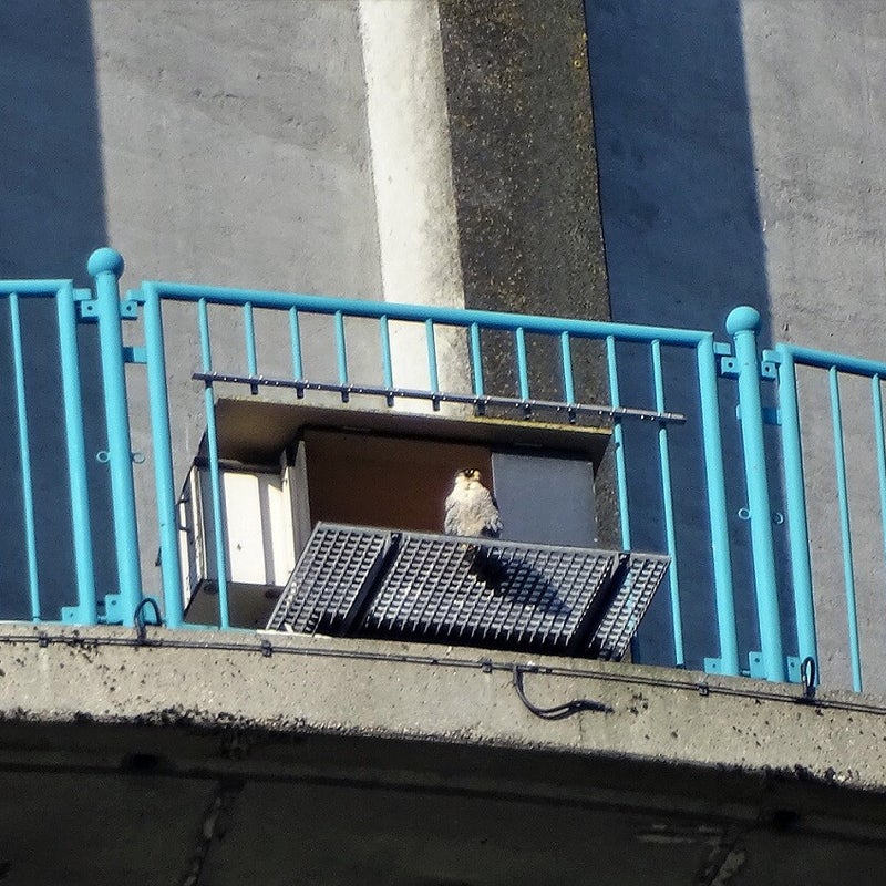 4-4-2023 - Slechtvalk.