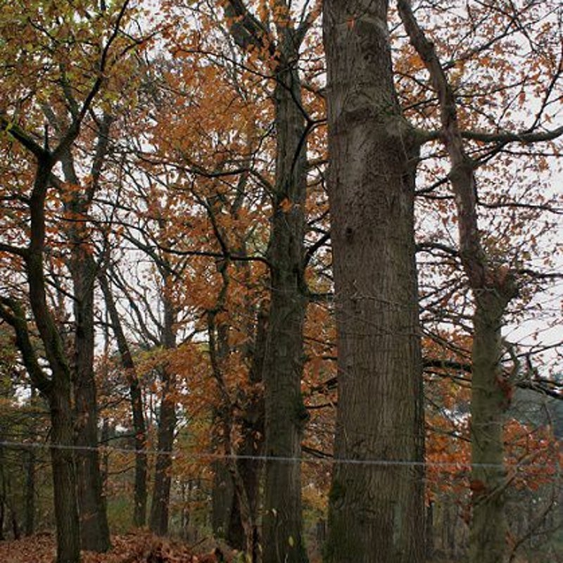 14-11-2016 - Achter een afrastering.