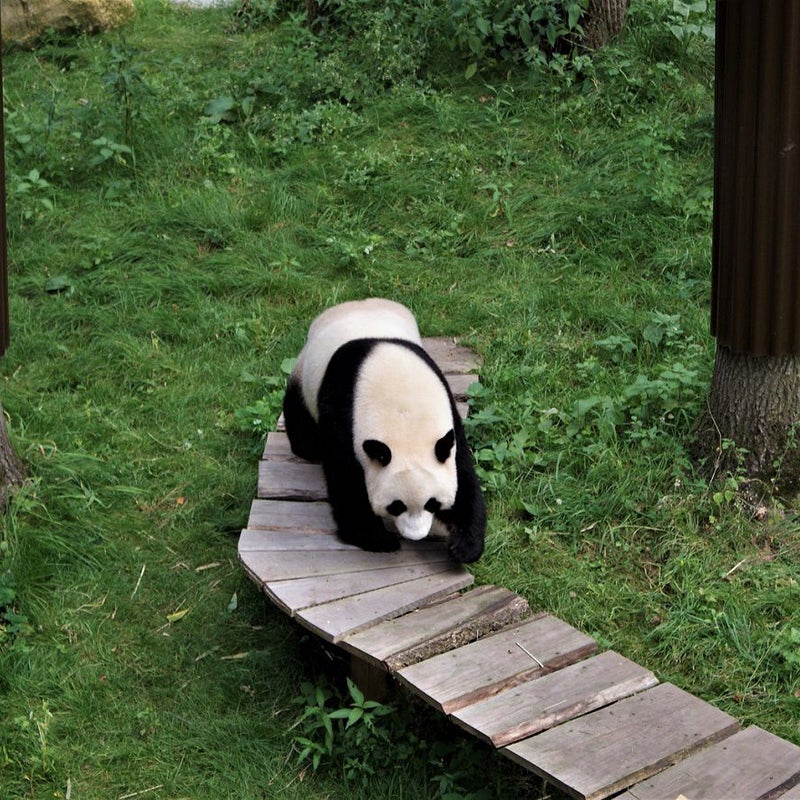 2-8-2017 - reuzenpanda mannetje Xin Ya komt aangewandeld.