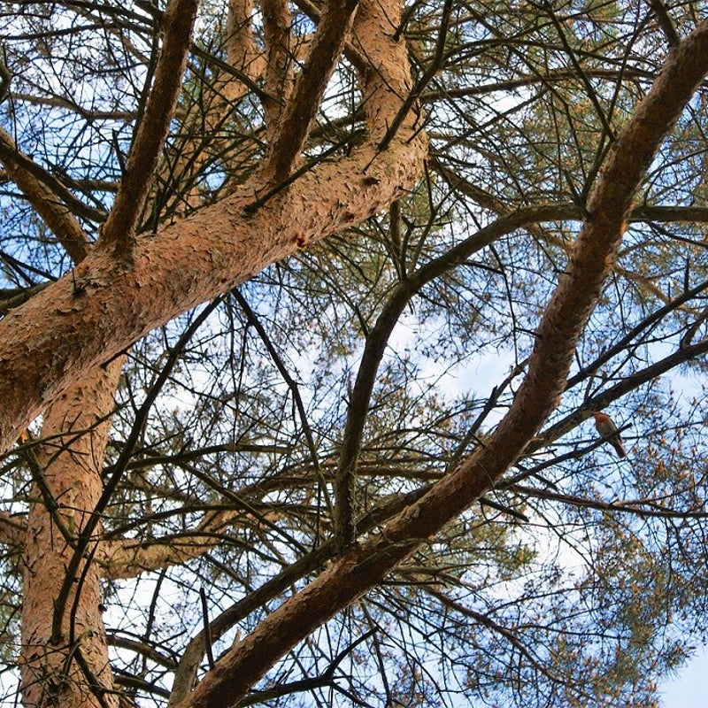 24-5-20234 - Het vrolijk zingende roodborstje.