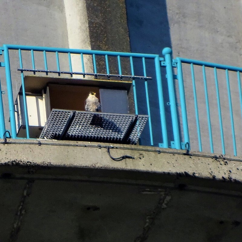 4-4-2023 - Valk op het nestrooster.