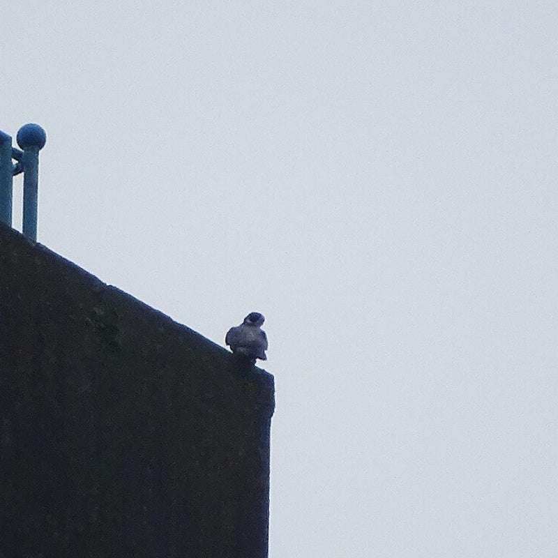 13-3-2024 - Valk op de dakrand.