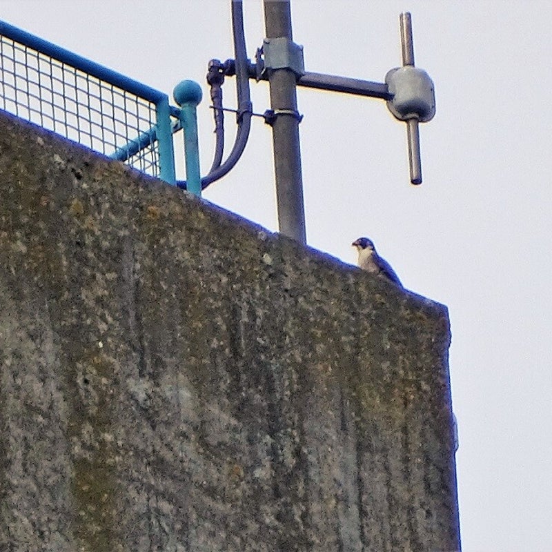 24-5-2023 - Het mannetje op de dakrand van de Toren.