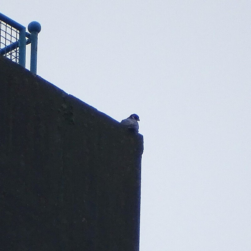 13-3-2024 - Valk op de dakrand.