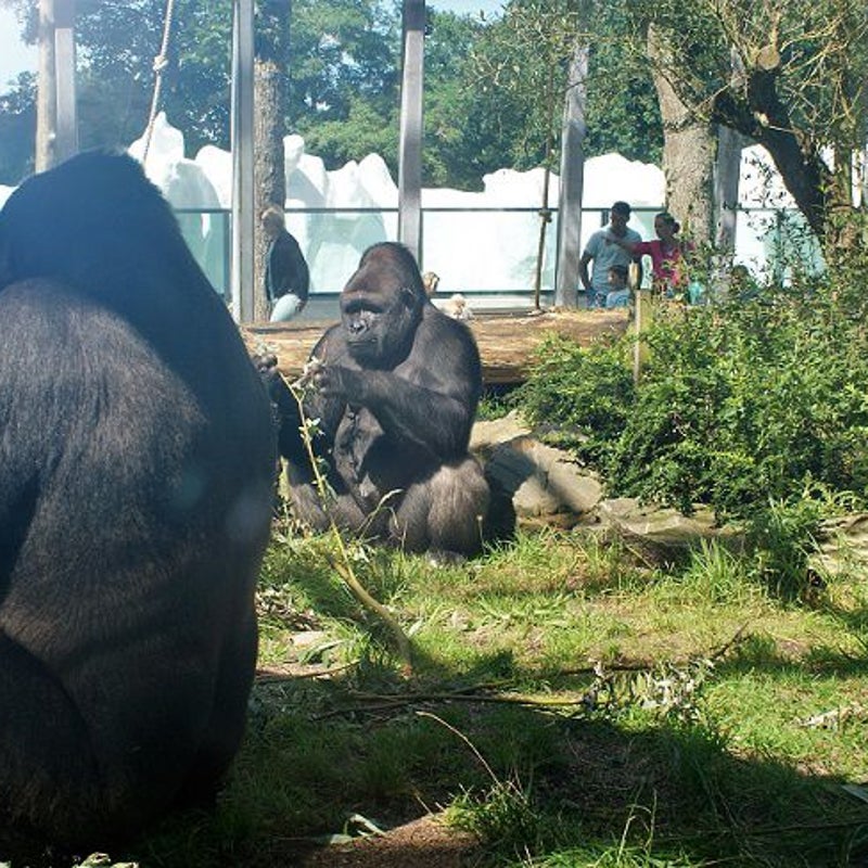 16-8-2016 - Vooraan vrouwtje gorilla. Achteraan dominante mannetje, de zilverrug.