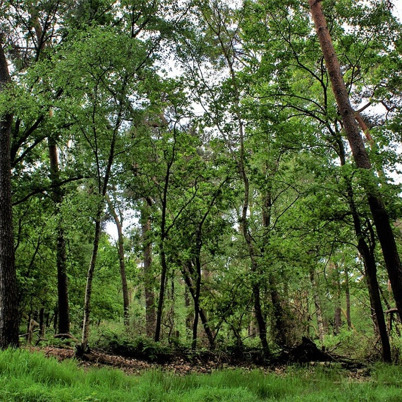 24-5-2023 - Langs de Snelle Loop.